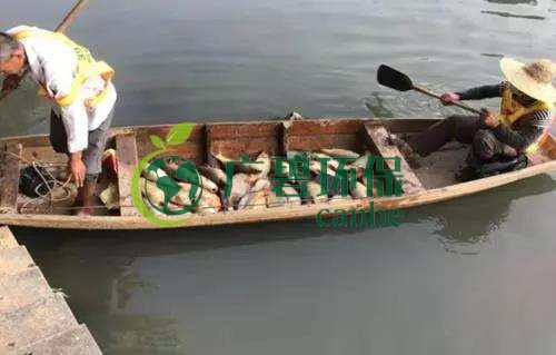 廣州旺旺食品廢水直排，永和河大量魚類死亡(圖1)